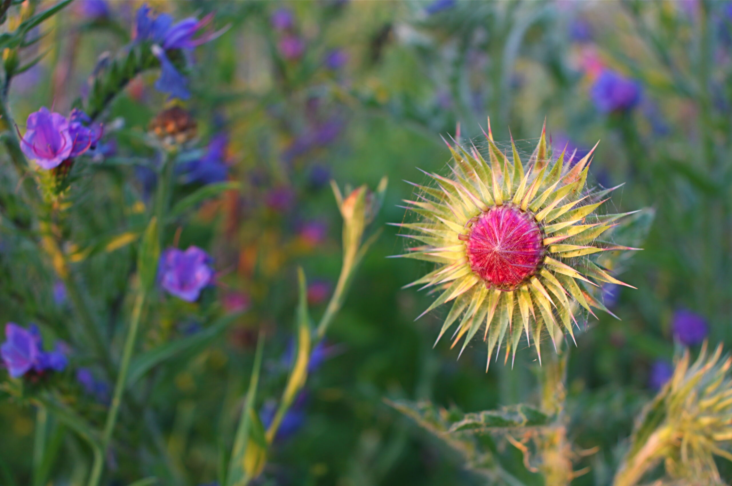 Geschlossene Distelblüte