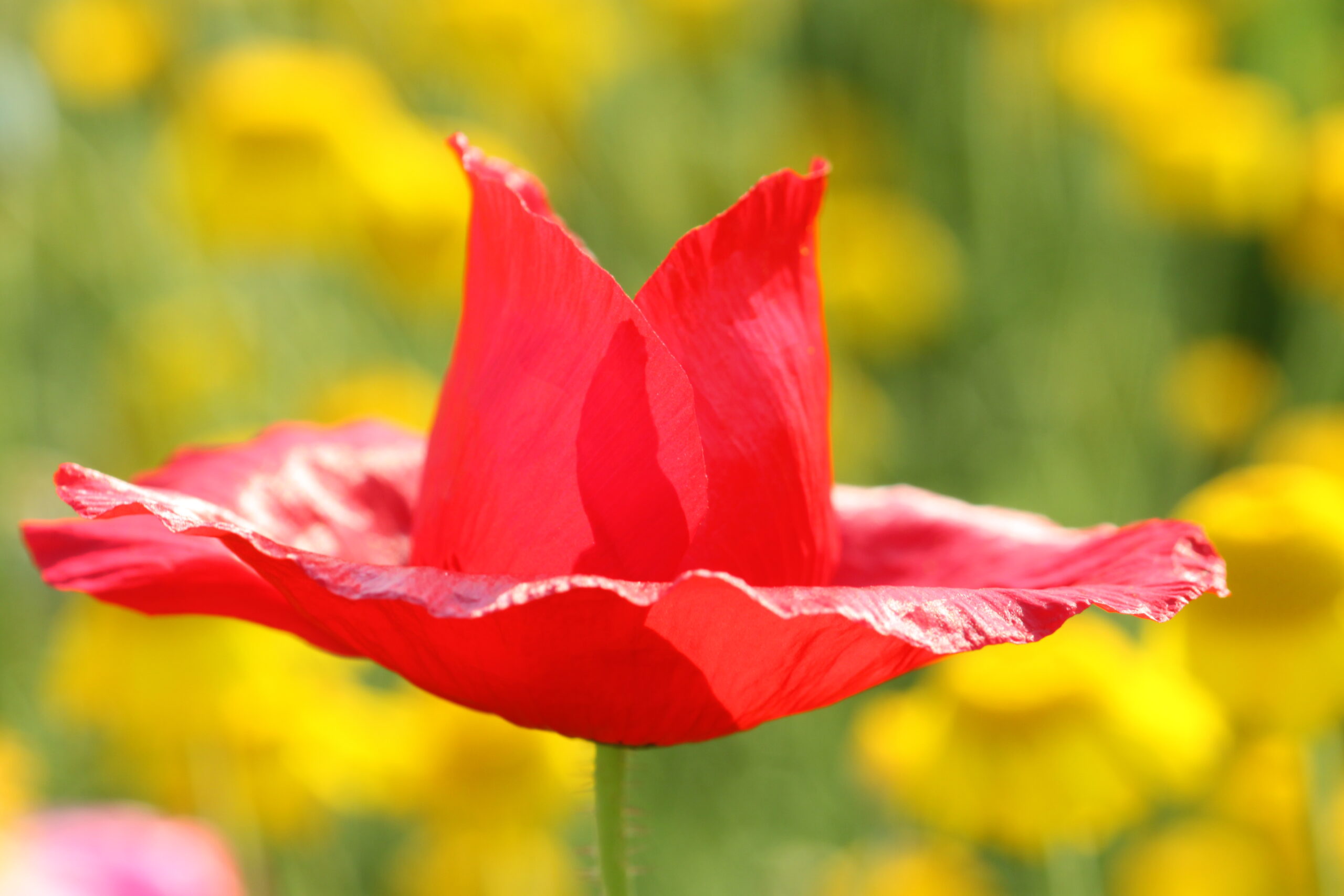 Hutförmige Klatschmohnblüte