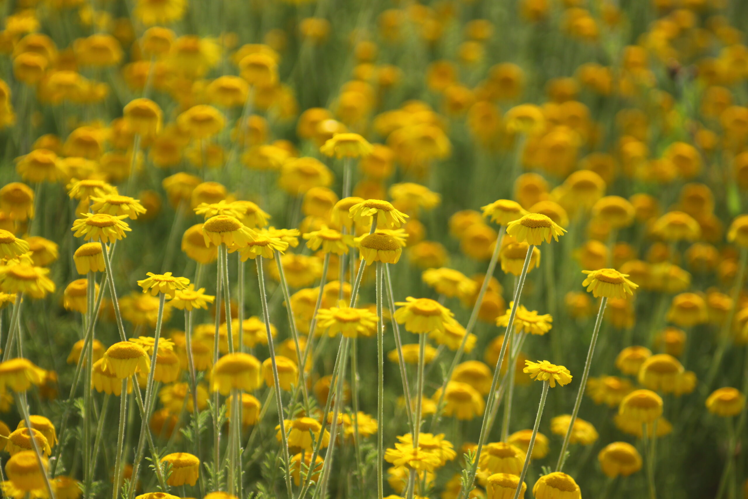 Gelbe Blüten
