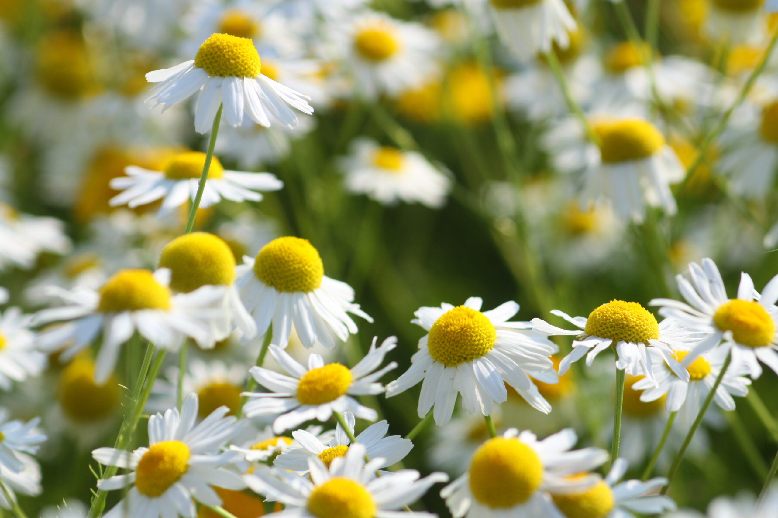 Kamillenblüten