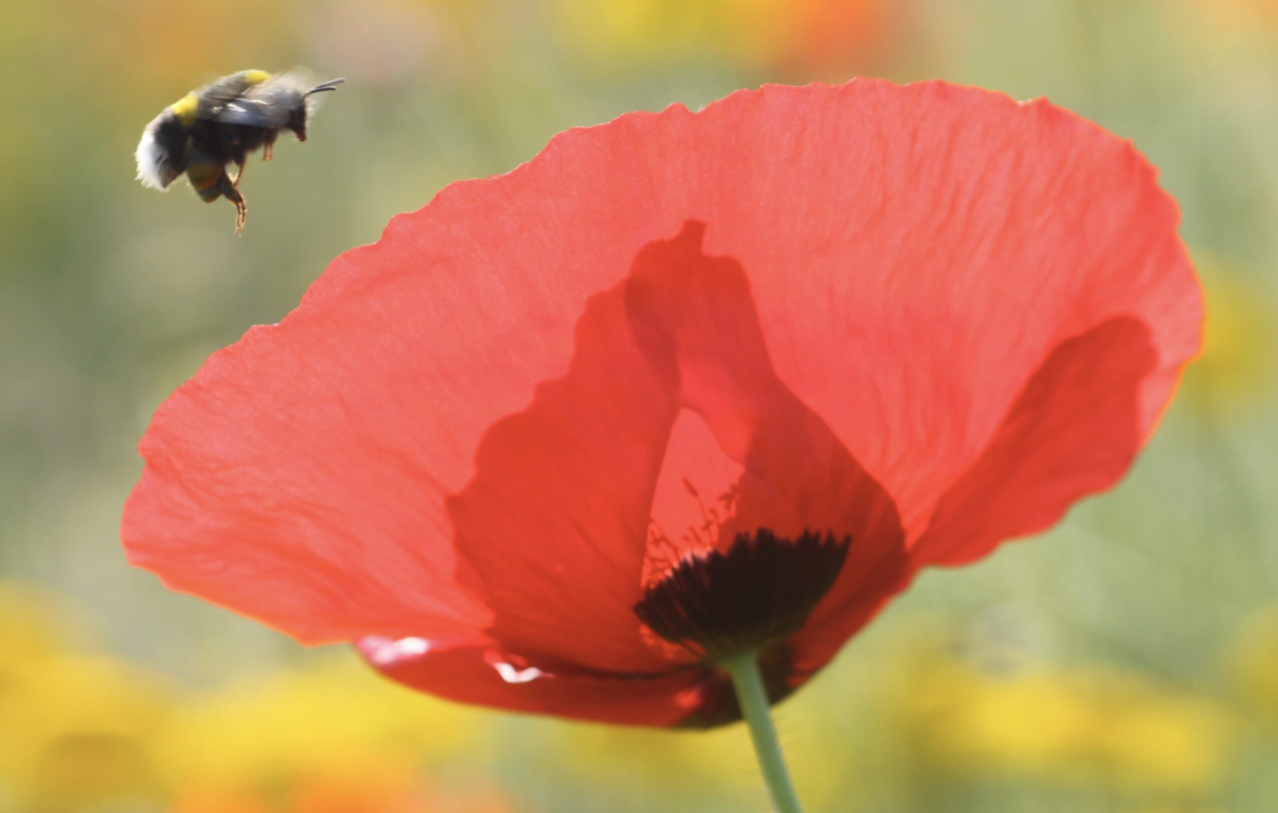 Mohnblüte mit landender Hummel
