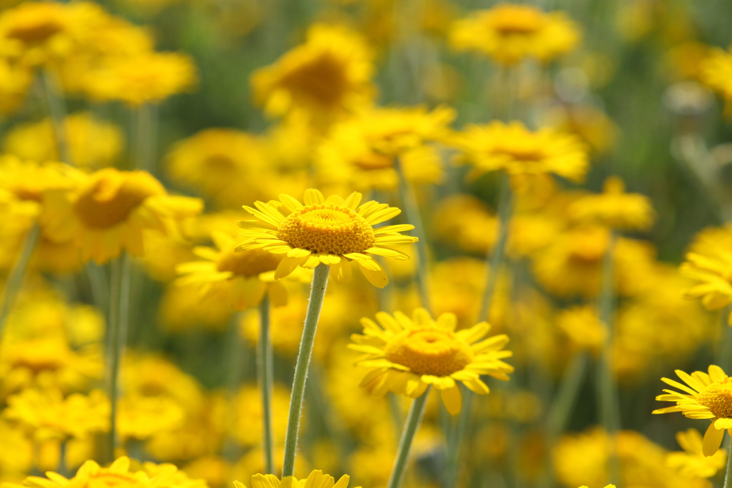 Gelbe Blüten