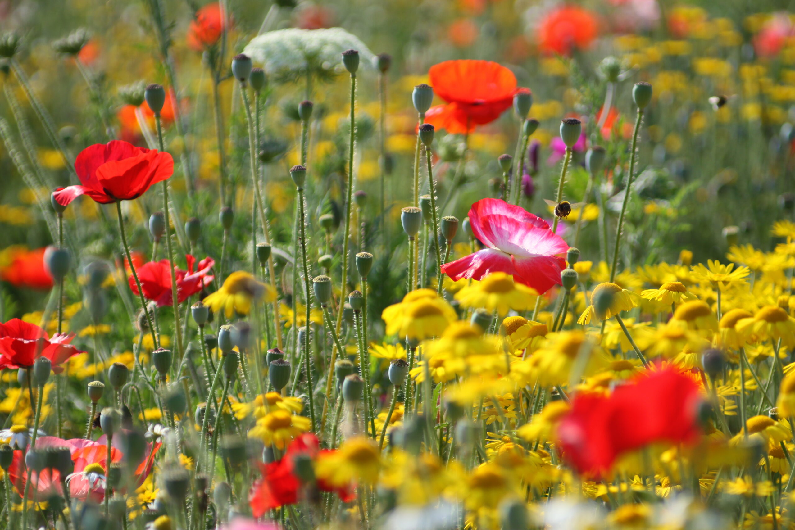 Buntes Feld mit Mohn und Kamille