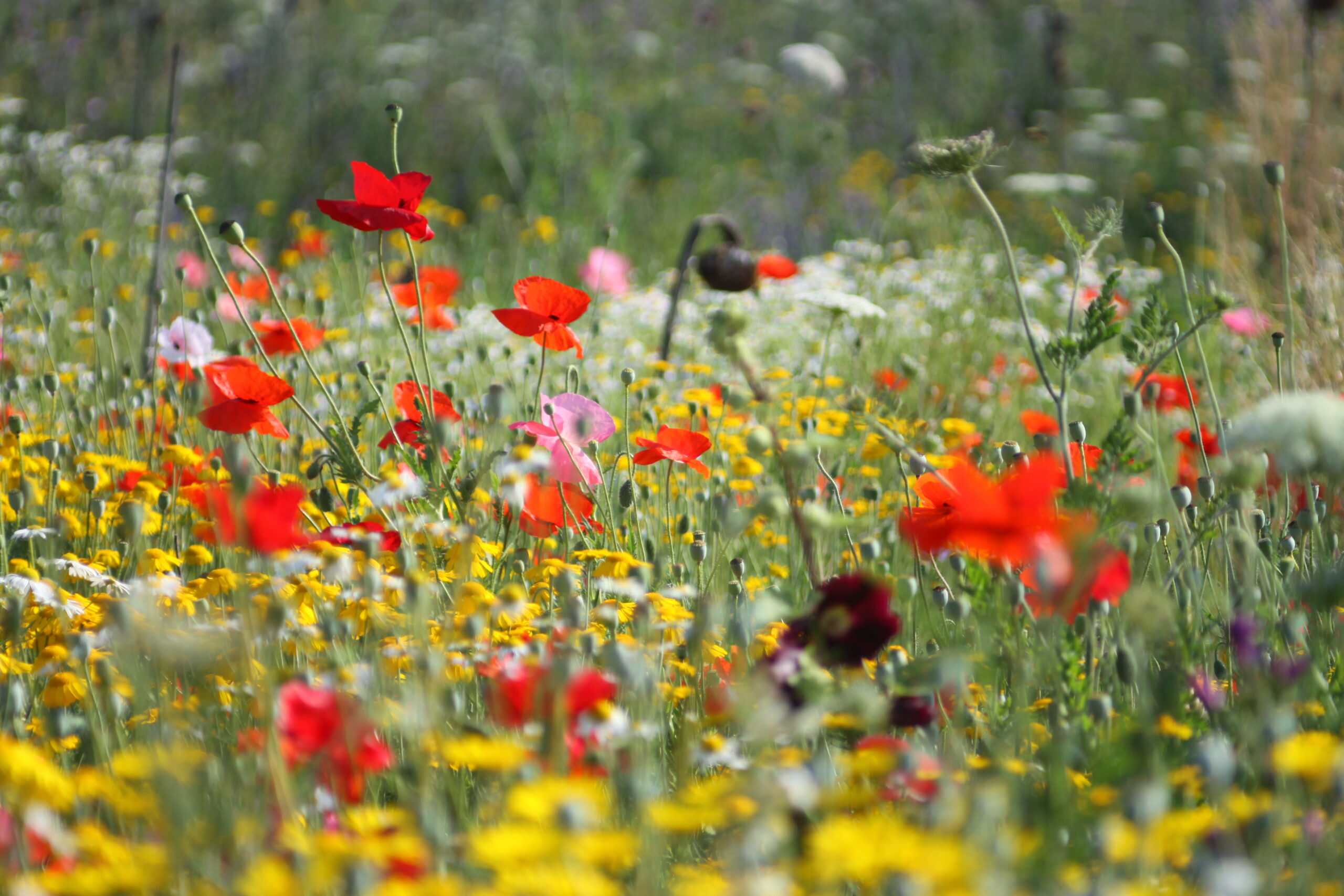Buntes Feld mit Mohn und Kamille