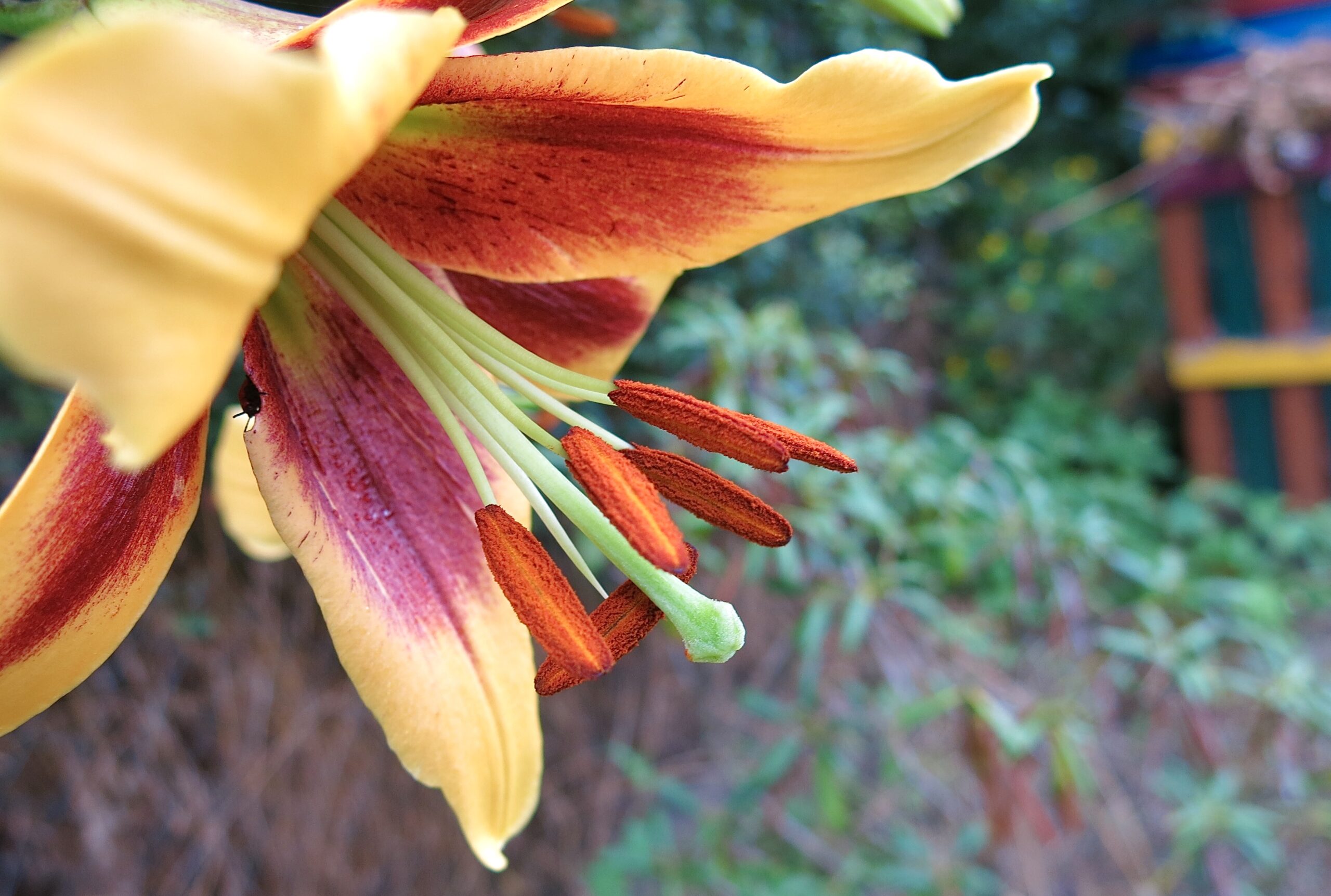 Orangene Blütenstempel einer Lilie