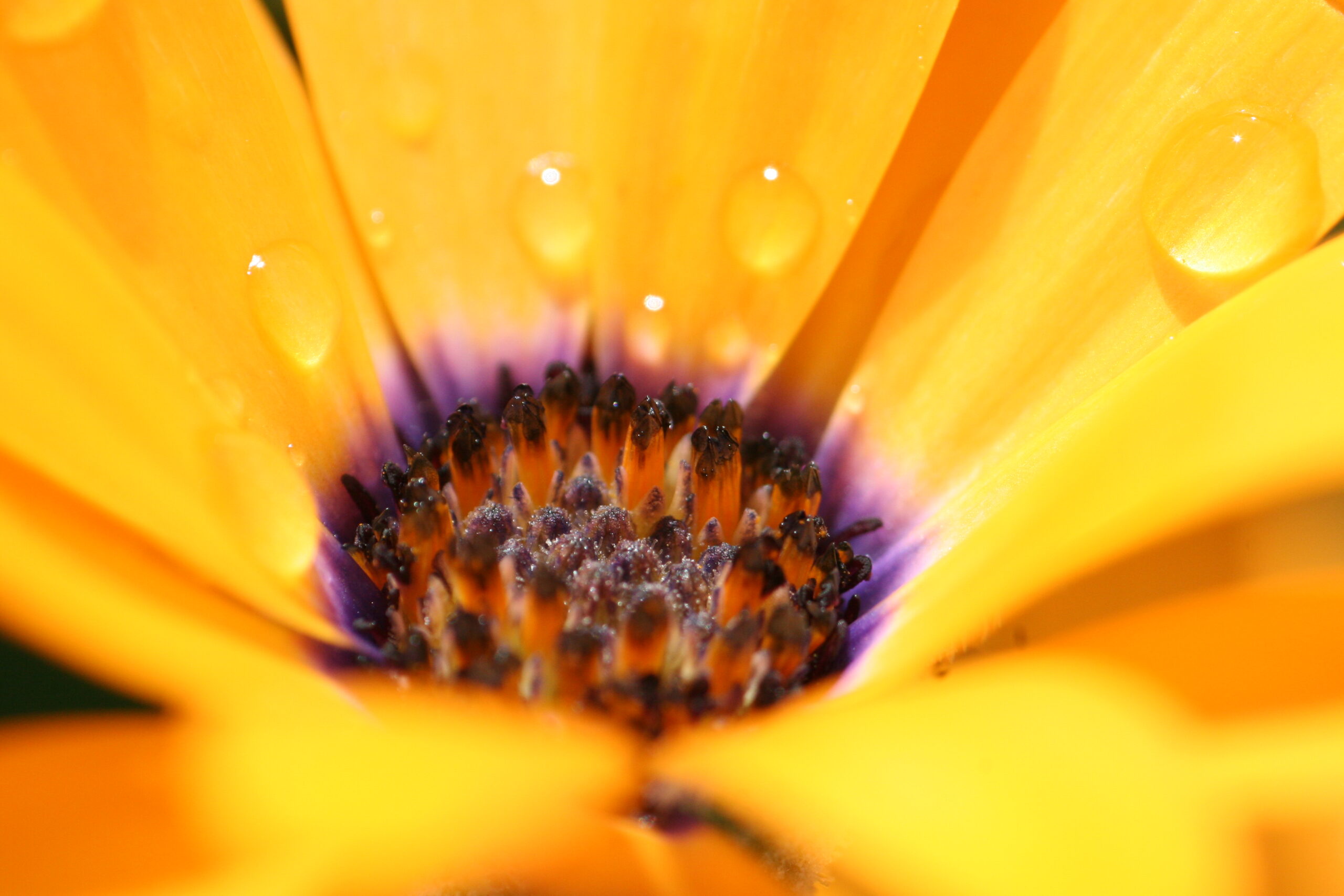 Nahaufnahme einer gelben Blüte mit Wassertropfen