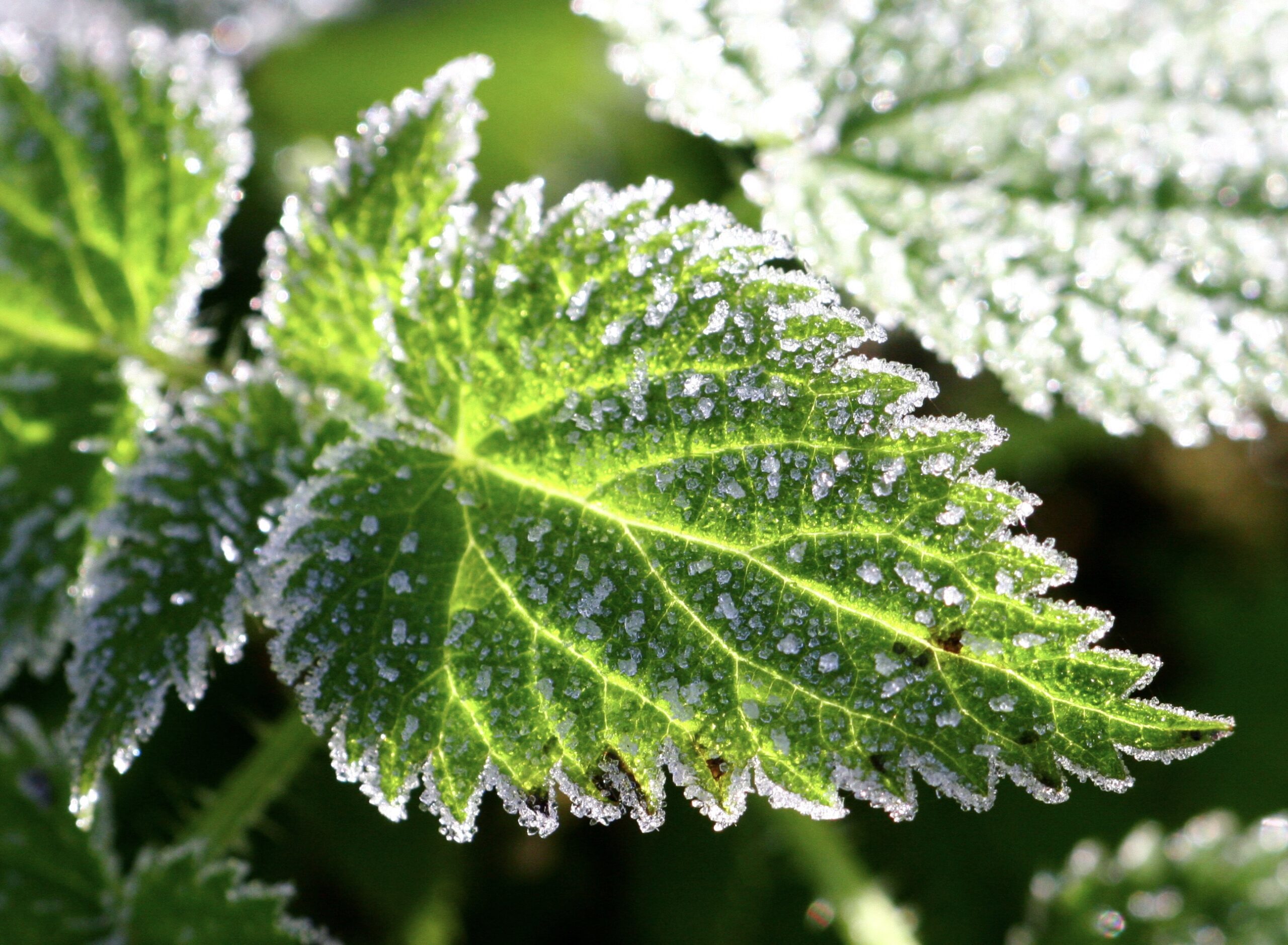 Gefrorenes Minzblatt Mit Eisrand