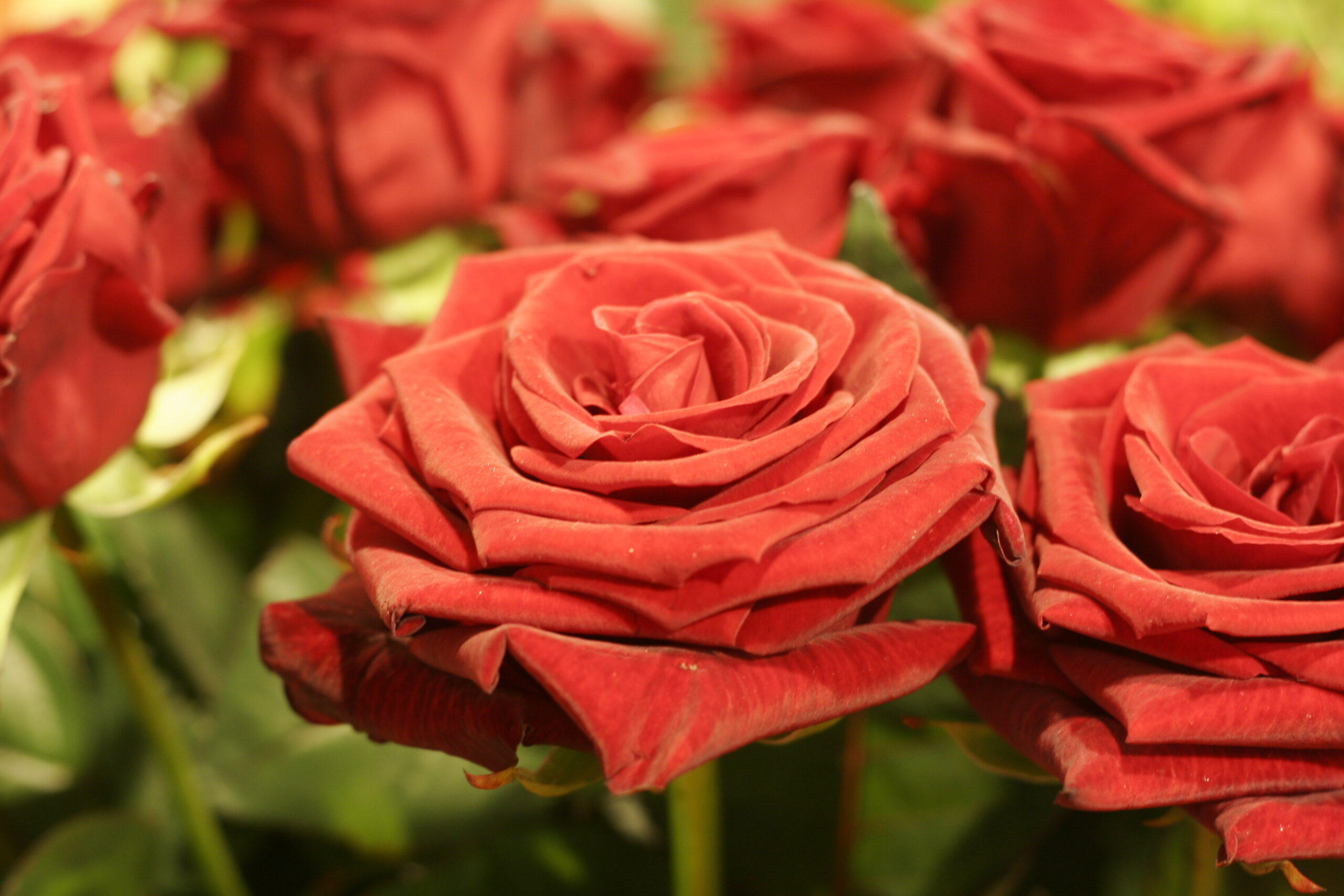 Rote Rosen
