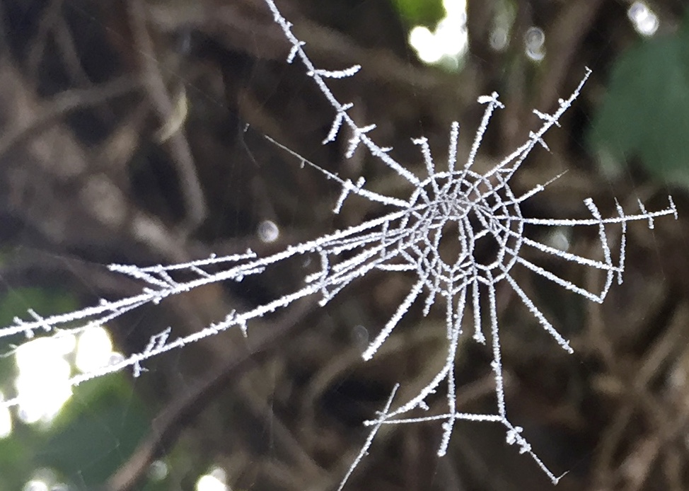 gefrorene Spinnwebe