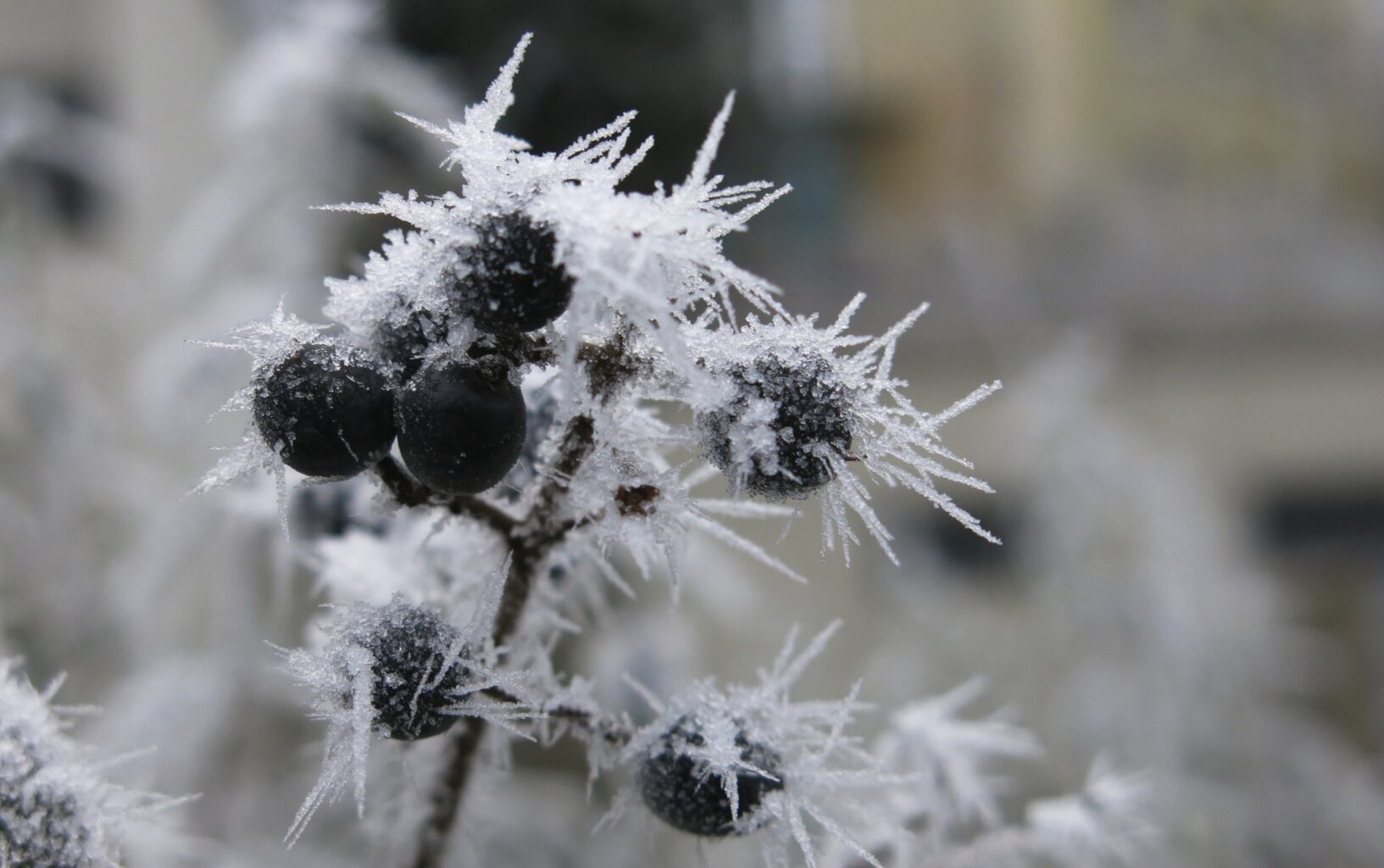 Eiskristalle an schwarzen Beeren