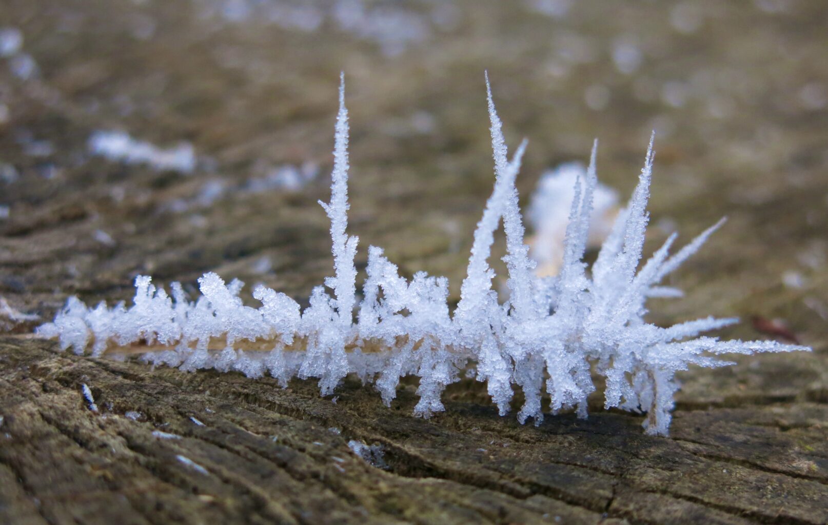 Lange Eiskristalle an einem Holzsplitter