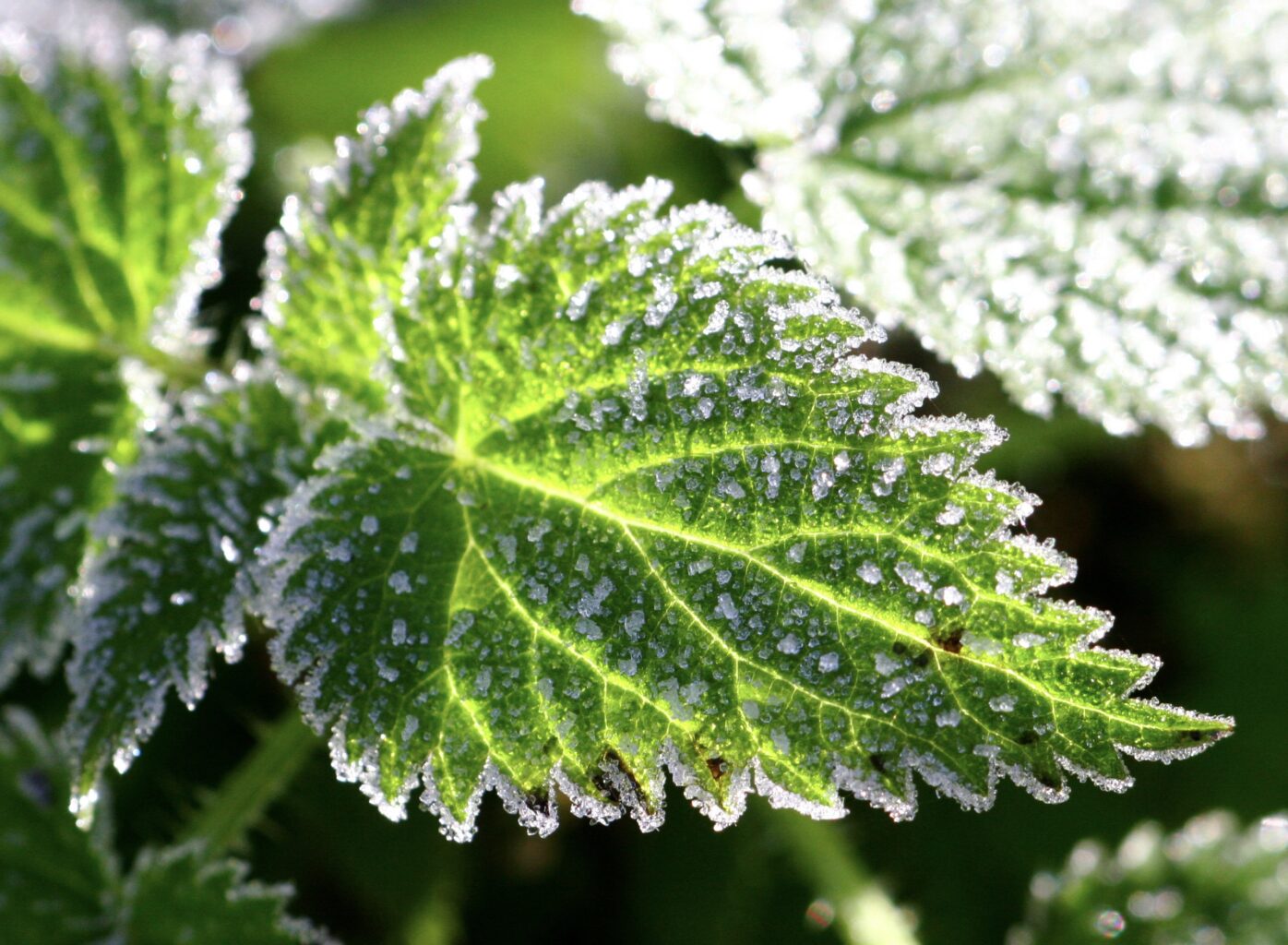 Gefrorenes Minzblatt Mit Eisrand